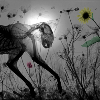 Illustration for article titled X-ray machines reveal the beautiful underworld of art